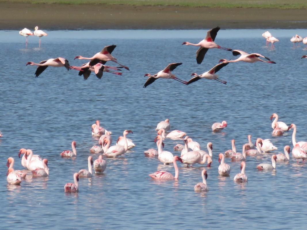 Lesser flamingos feeding and in flight at Walvis Bay lagoon