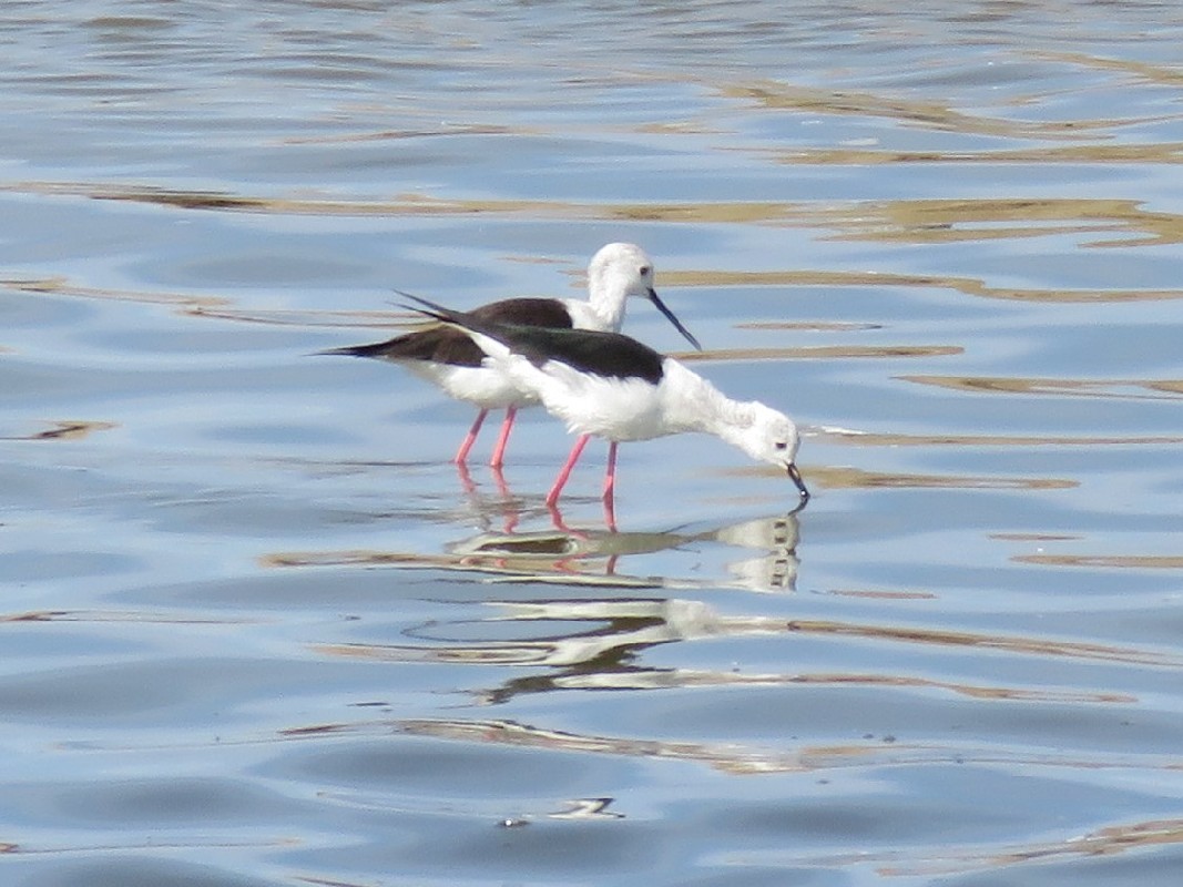 Black-winged stilt feeding at Walvis Bay lagoon