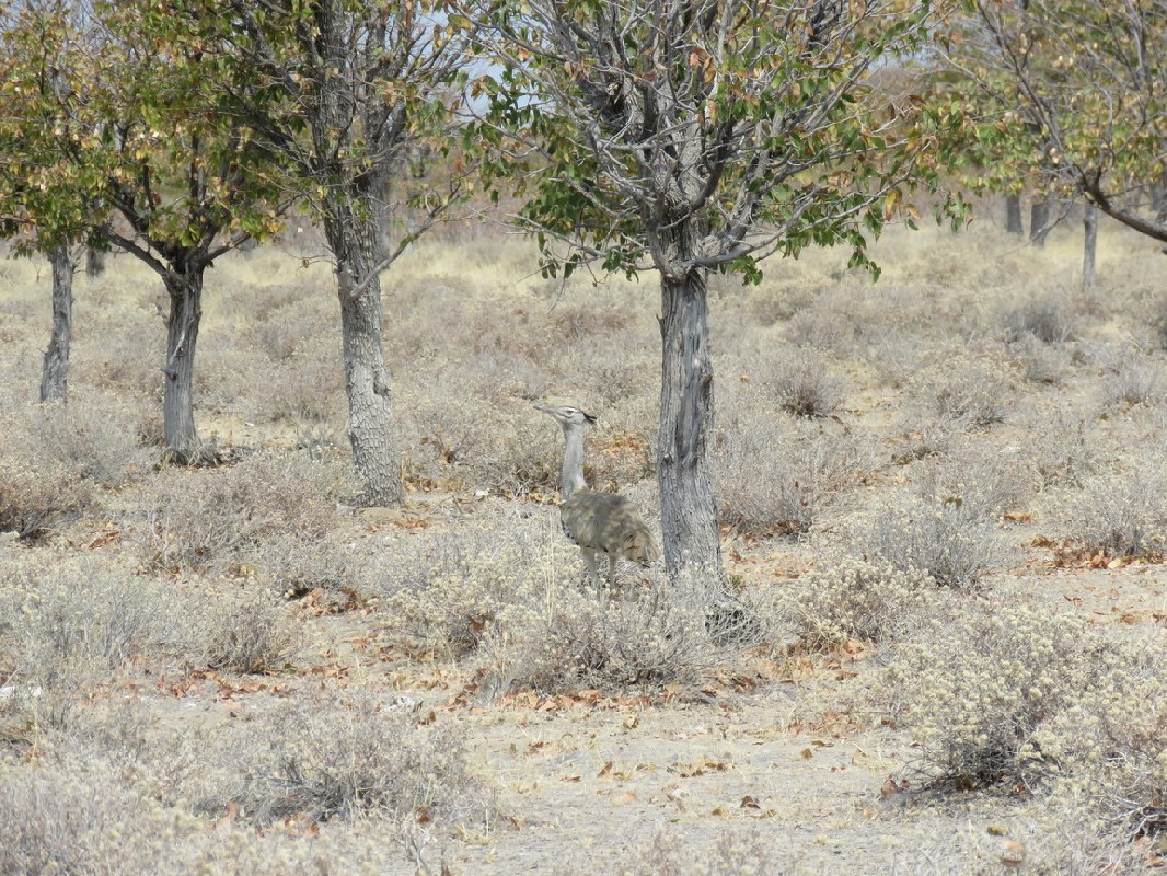 Camouflaged in grass, Etosha NP