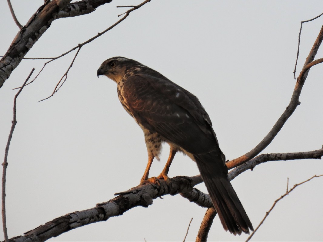 Black Sparrowhawk perched outside our room at River Dance Lodge, Nr Divindu, Namibia