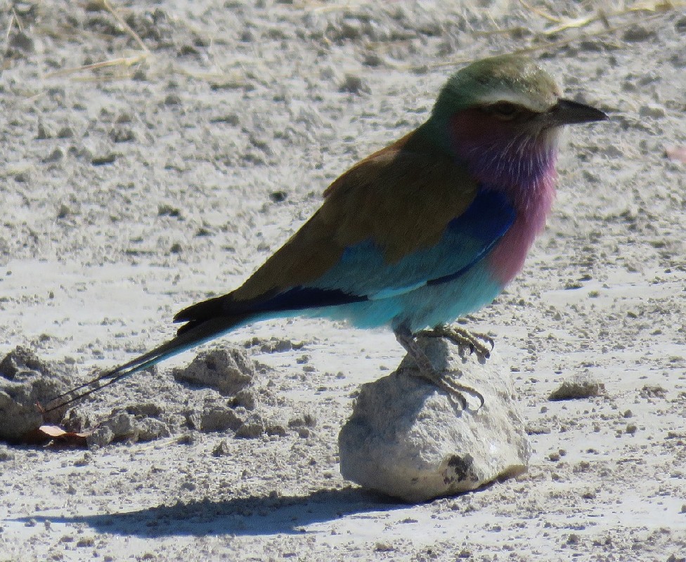 Lilac-breasted Rolled near Mudumu National Park