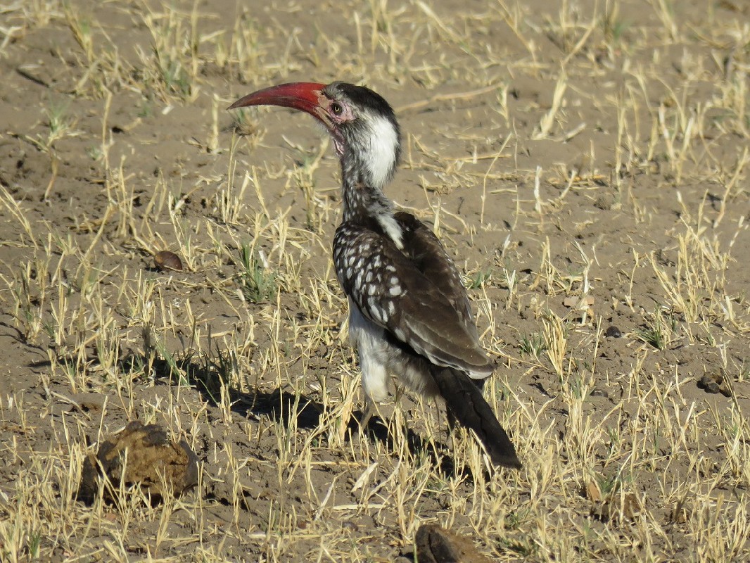 Southern Red-billed Hornbill looking for food, Chobe National Park
