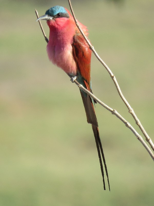 Southern Carmine Bee-eater in Chobe National Park