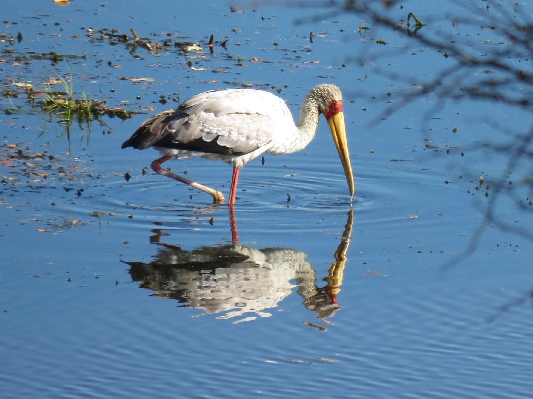 Yellow-billed Stork, Chobe River