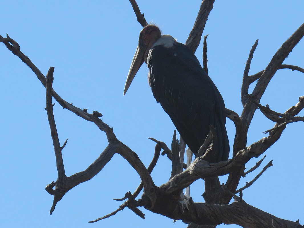Marabou Stork, Chobe NP