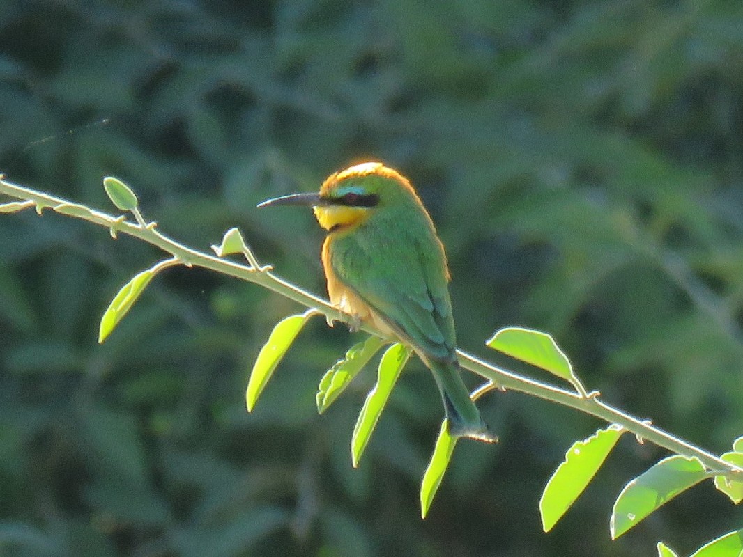 Little Bee-eater, Chobe NP