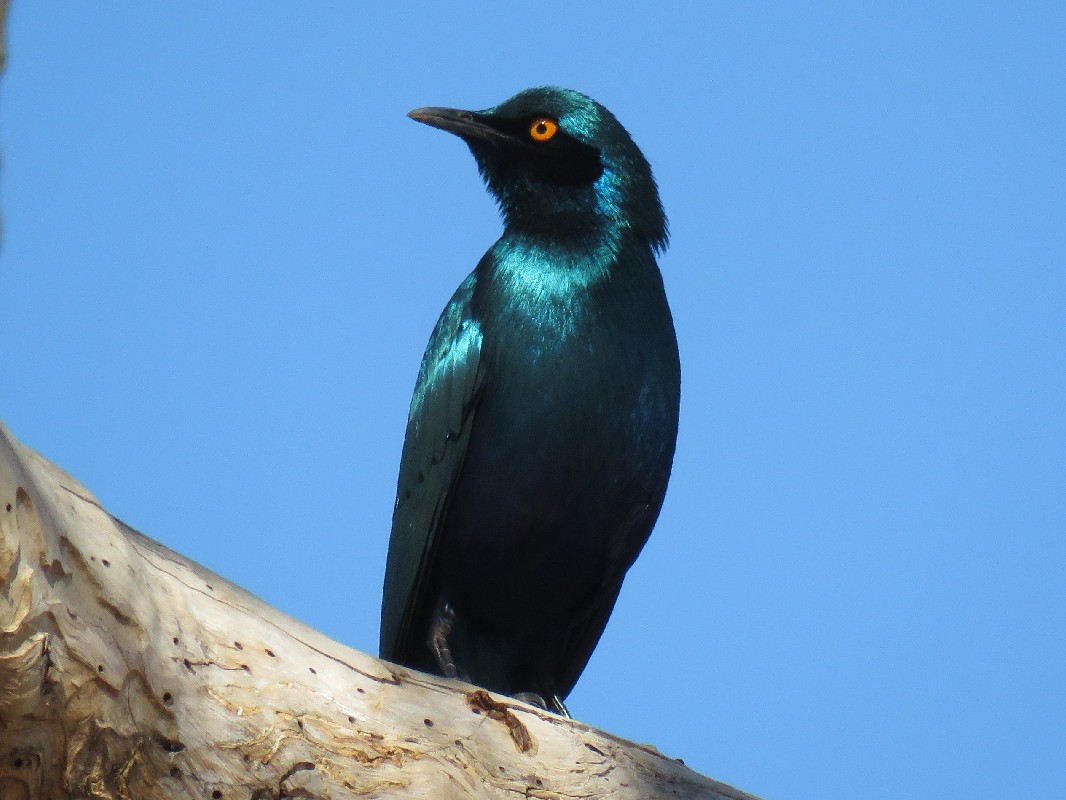 Greater Blue-eared Starling, its iridescent feathers gleaming in the sunshine.