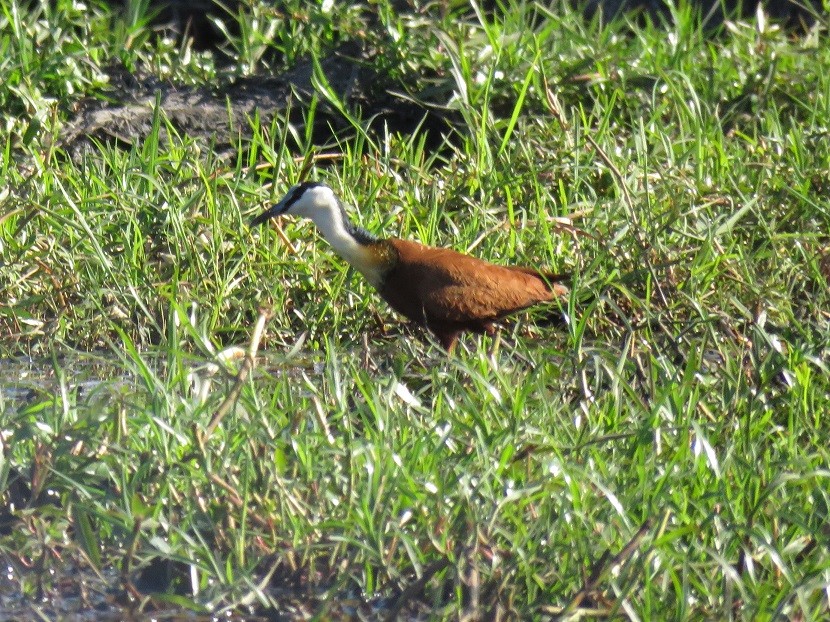 African Jacana on the banks of the Chobe River