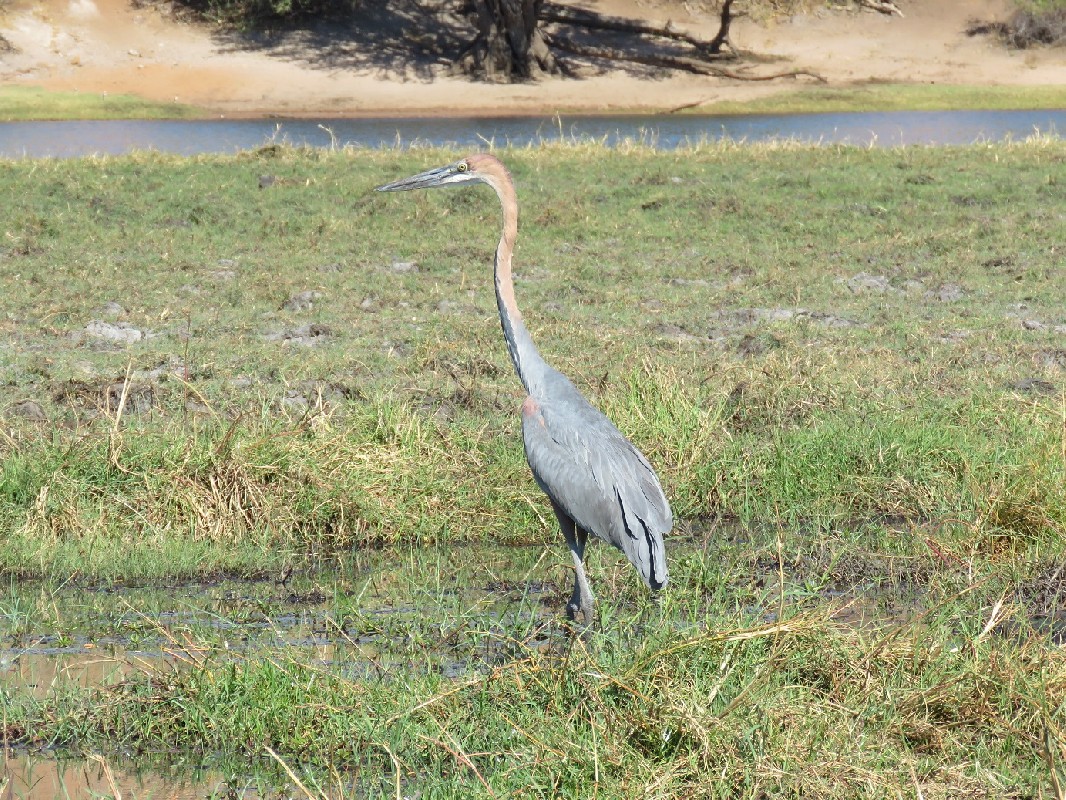 Goliath Heron, Chobe River
