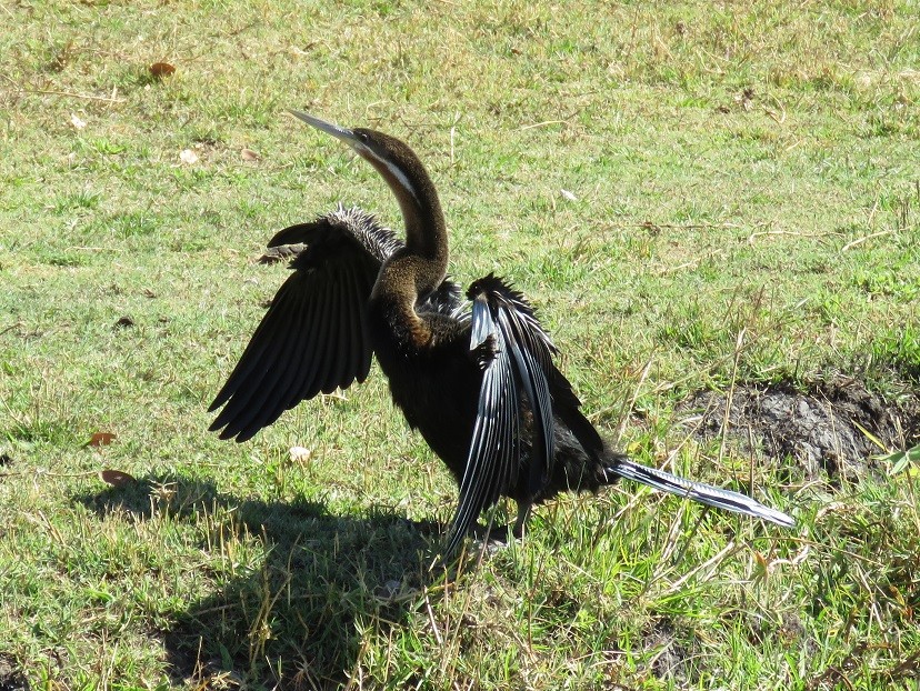 African Darter on the shores of the Chobe River