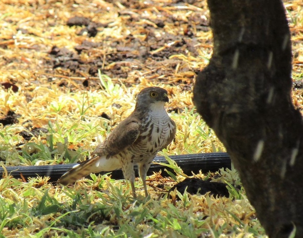 Lttle Sparrowhawk (Immature)