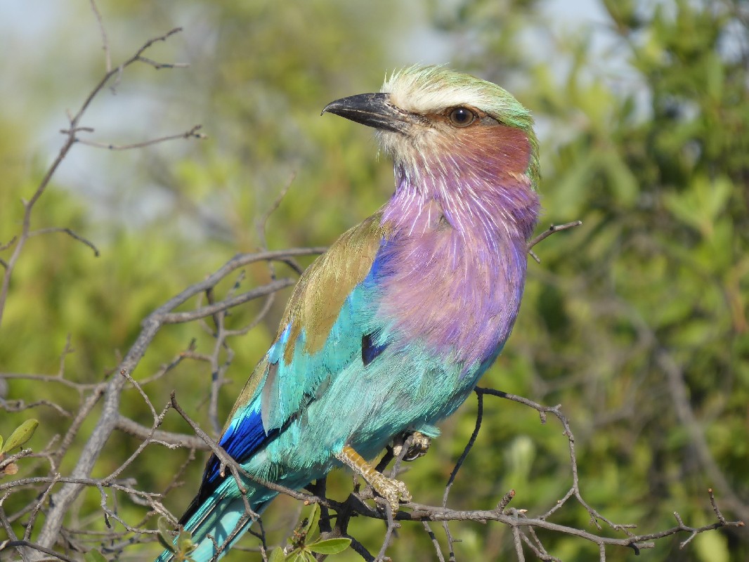 Lilac-breasted Roller