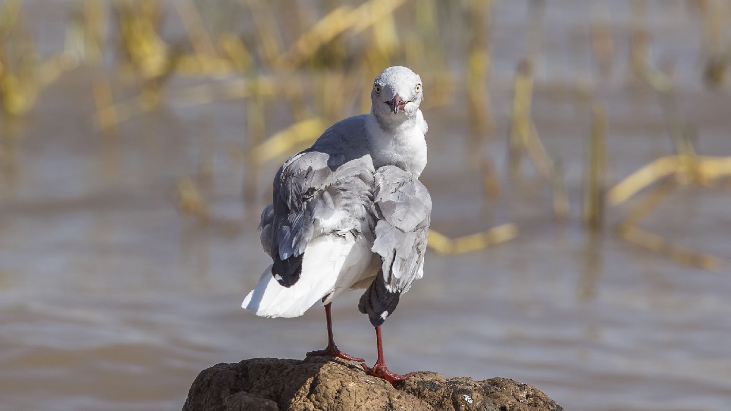 Grey-headed Gull Scratching feathers