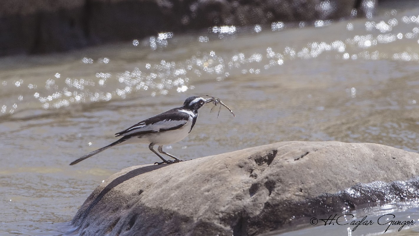 African Pied Wagtail Feeding with Dragonfly