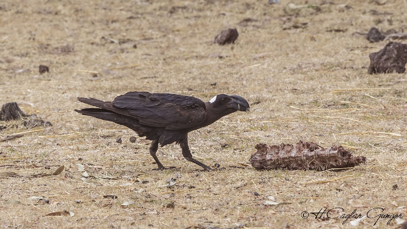 Thick-billed Raven on Carcass