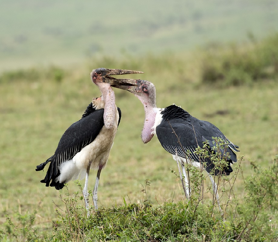 Marabou Stork