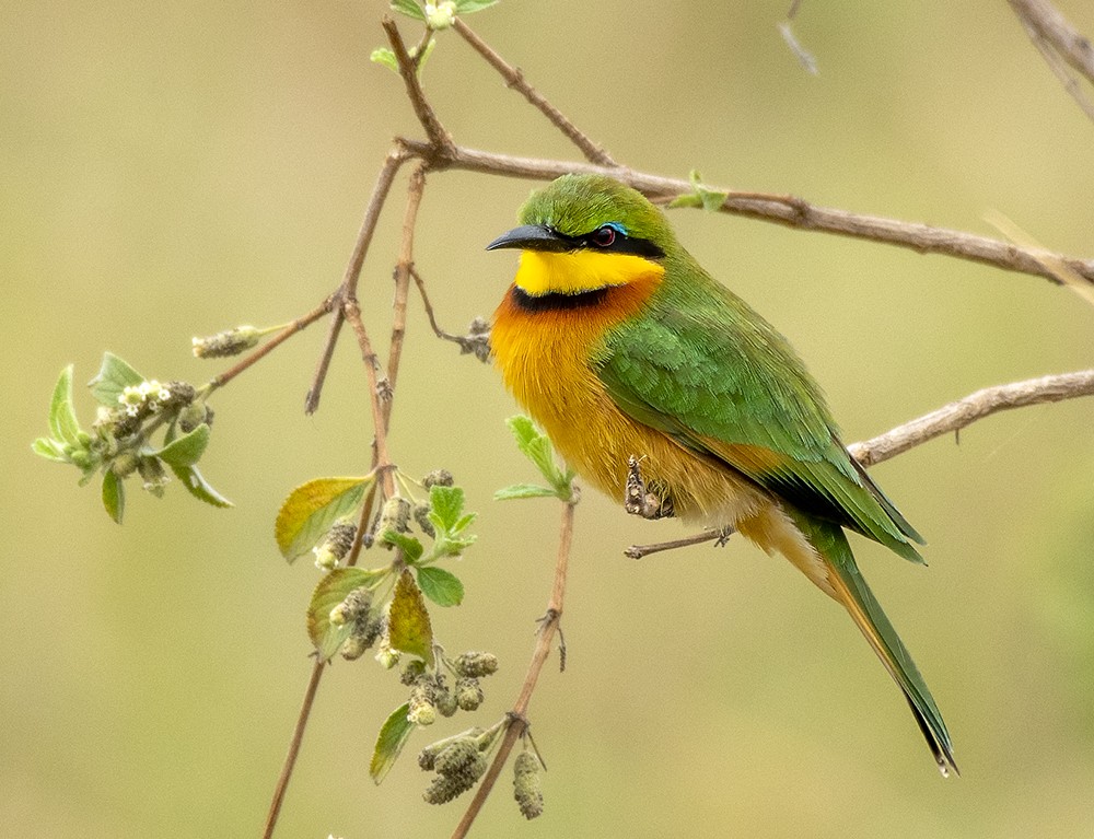 Little Bee-eater