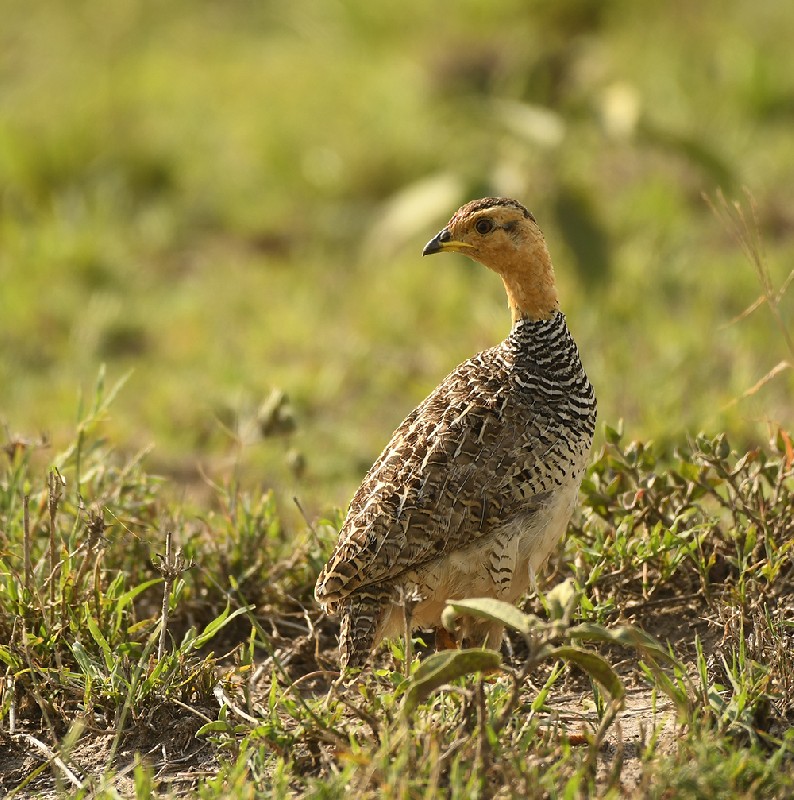 Coqui Francolin