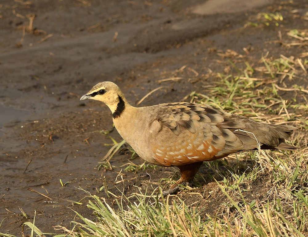 Yellow-throated Sandgrouse