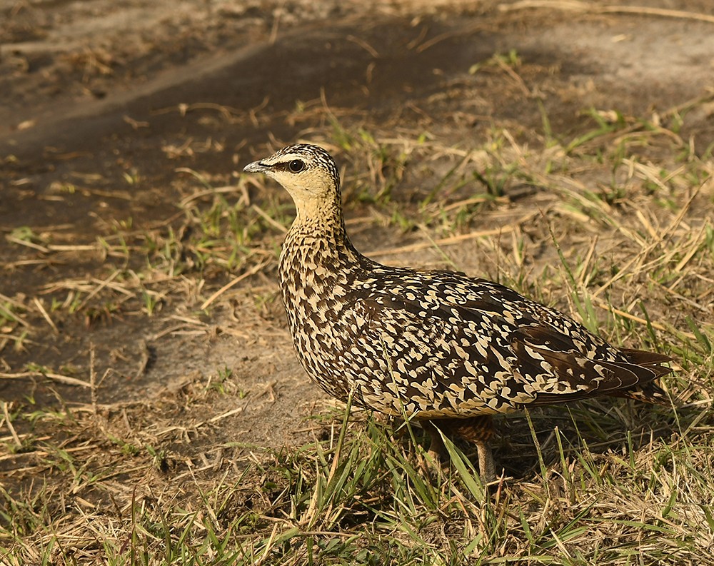 Yellow-throated Sandgrouse
