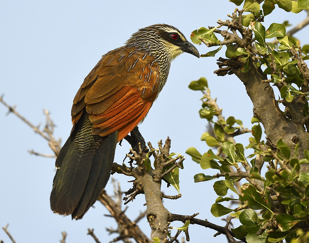 White-browed Coucal