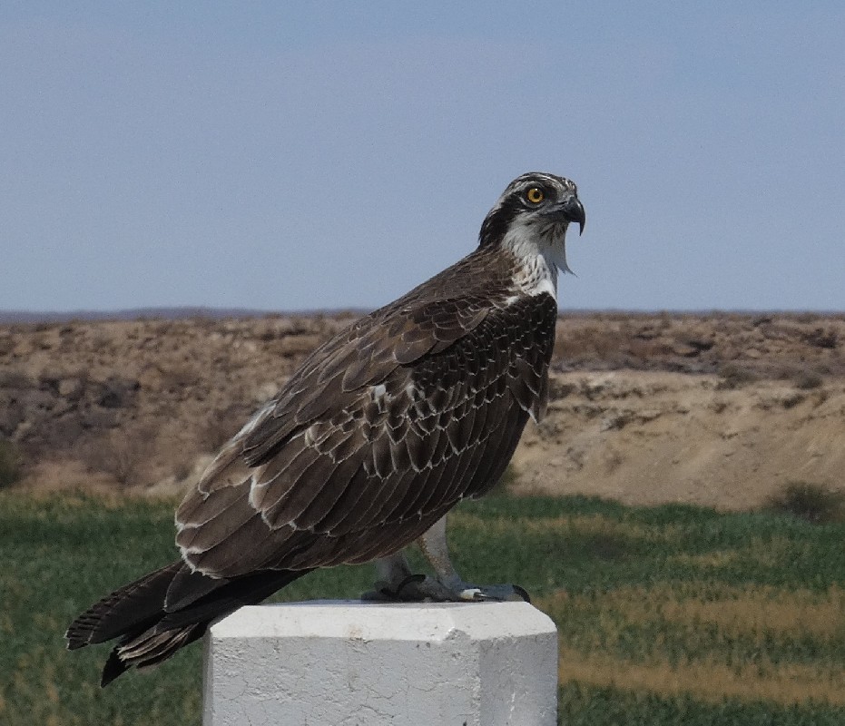 Western Osprey