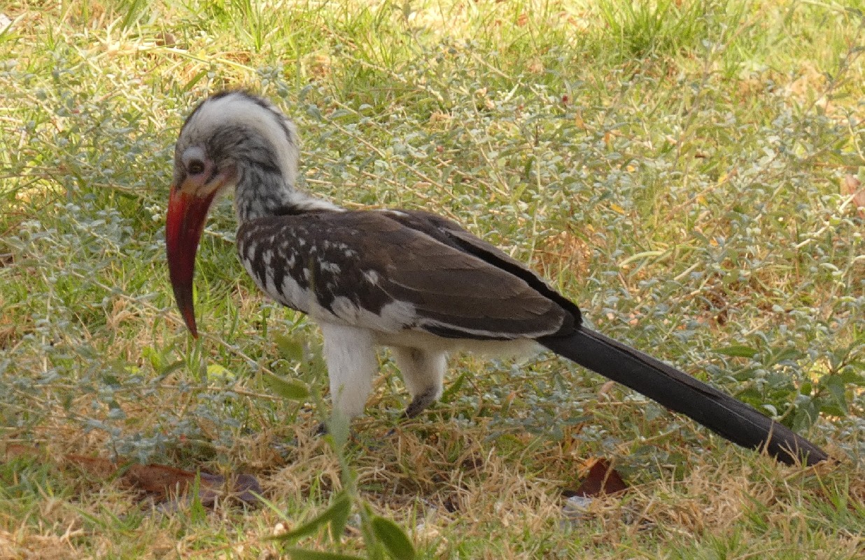 Southern Red-billed Hornbill