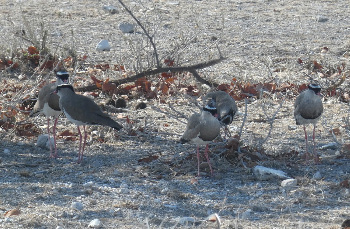 Crowned  Lapwing