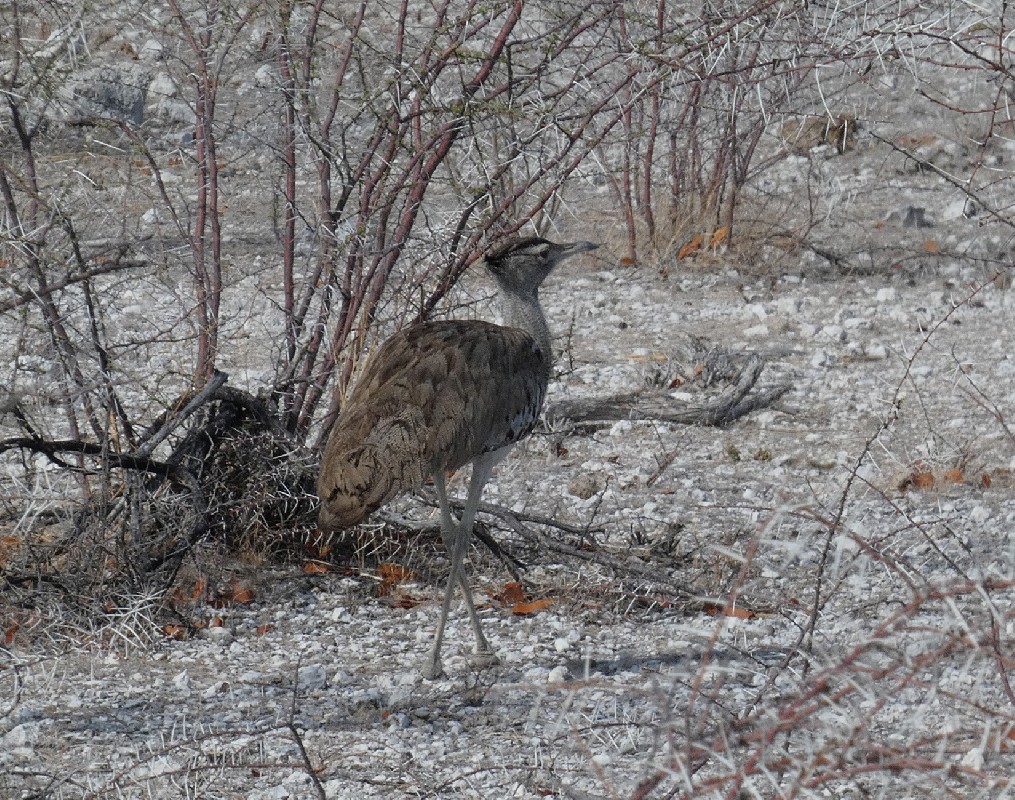 Kori Bustard
