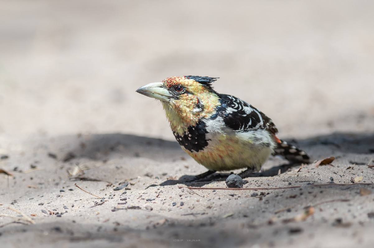 Crested Barbet