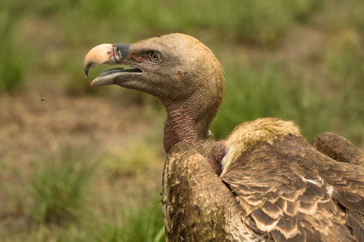 Rüppells Vulture, Queen Elizabeth National Park, Uganda