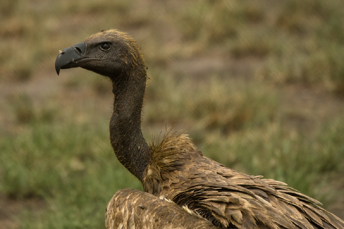 African White-backed Vulture, Queen Elizabeth National Park, Uganda