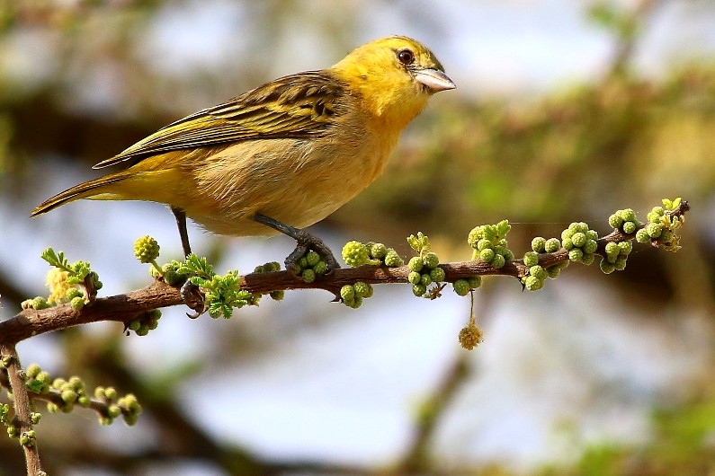 Yellow-crowned Canary at Lake Langano