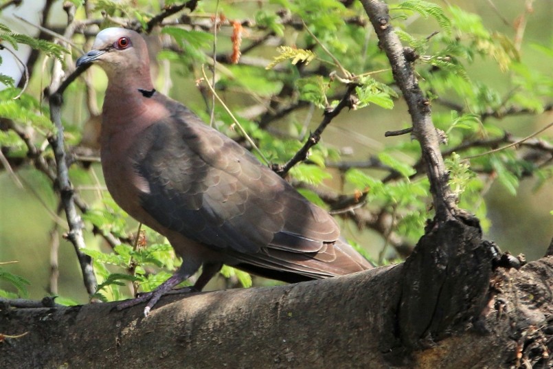 Red-eyed Dove at Lake Langano