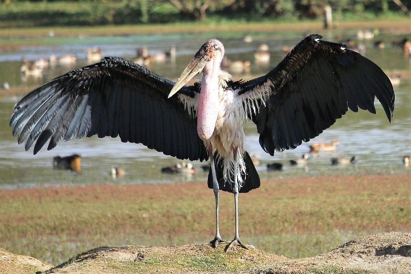Marabou Stork at Lake Ziway
