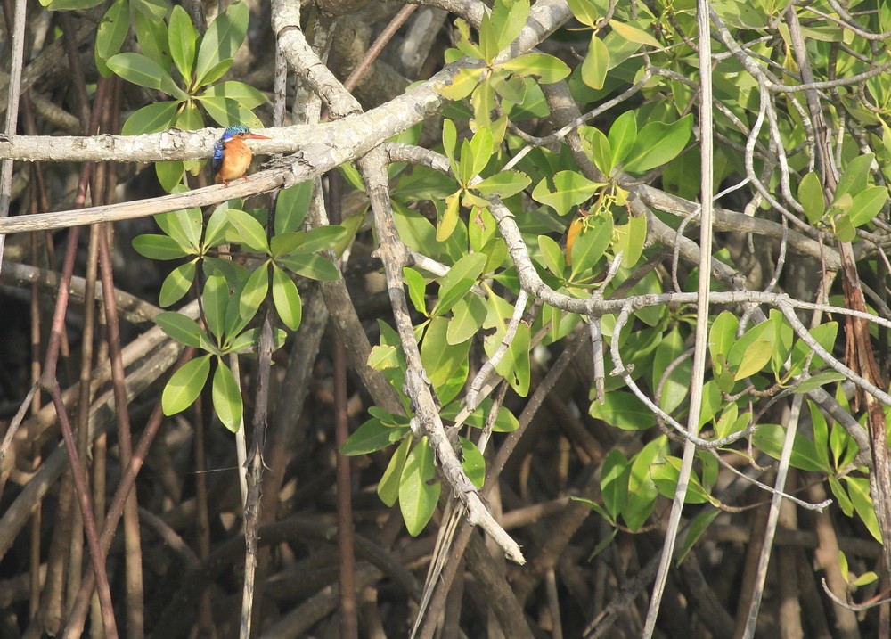 Malachite Kingfisher, Casamance river
