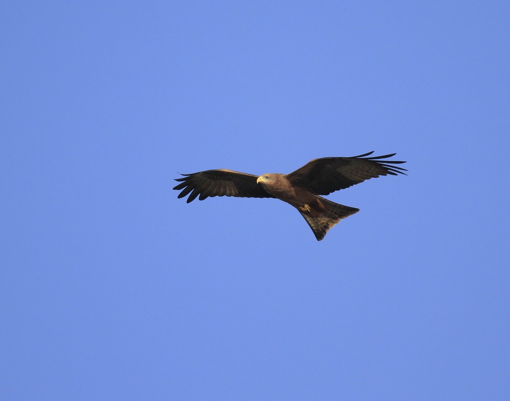 Milvus aegyptius