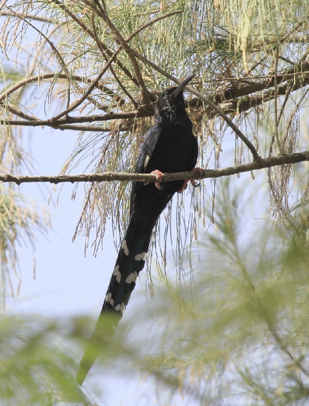 Green Wood hoopoe