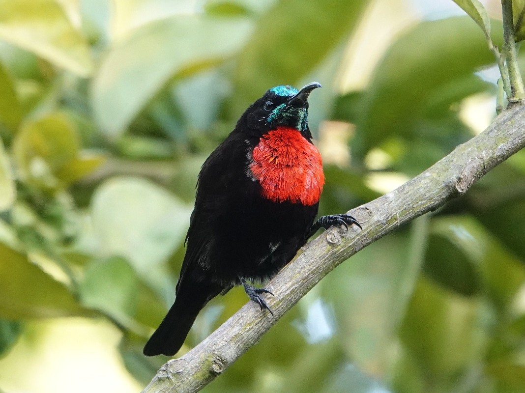 Scarlet-chested sunbird