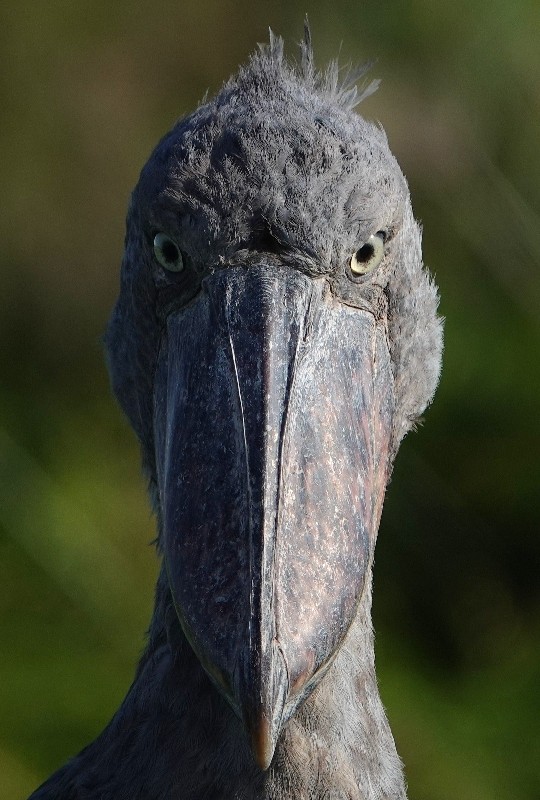 Shoebill