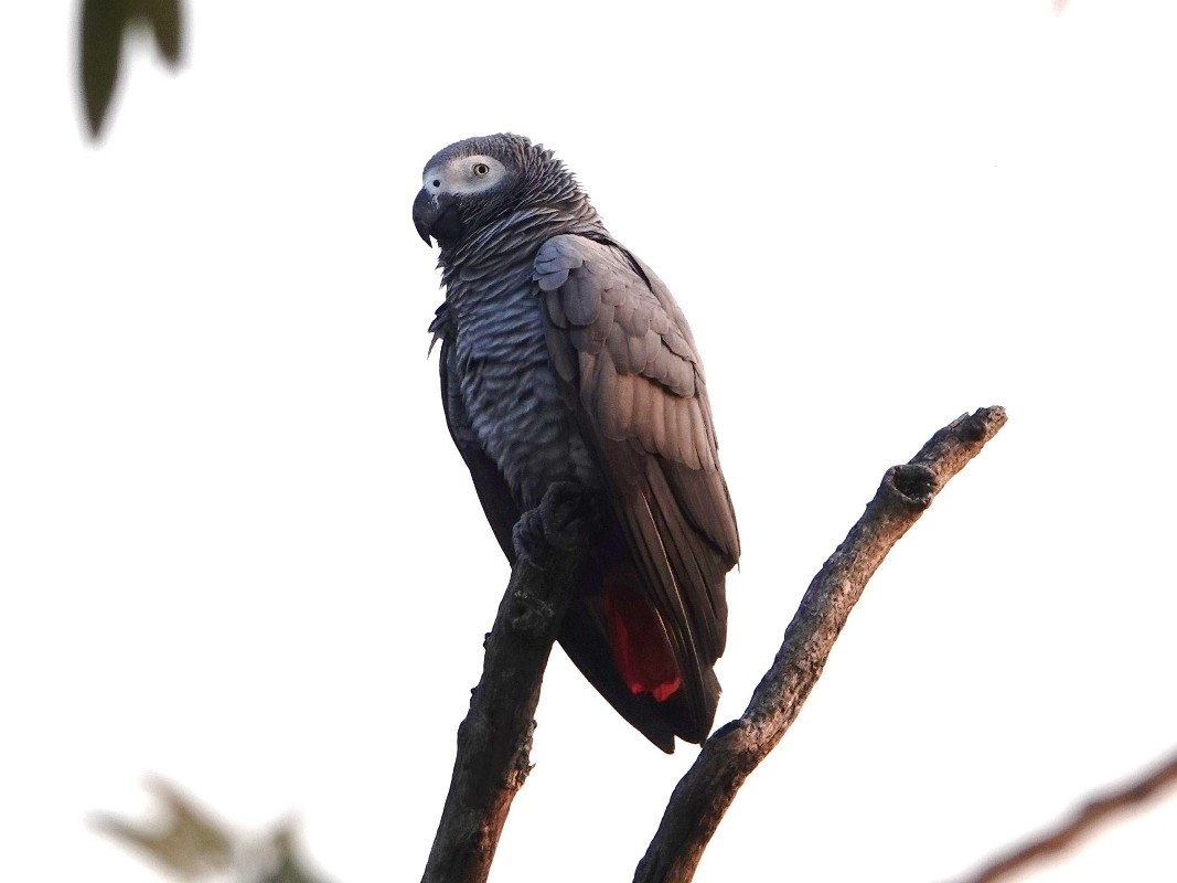 Grey Parrot