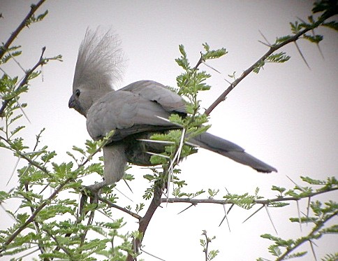 Grey Go-away Bird