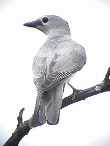 White-breasted Cuckoo-Shrike
