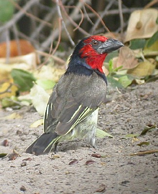 Black-collared Barbet