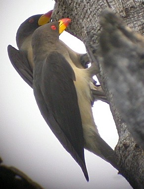Yellow-billed Oxpeckers at roost site