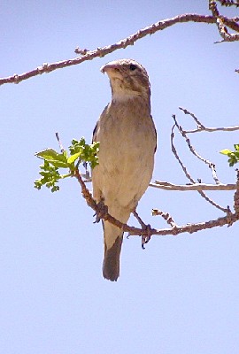 White-throated Canary