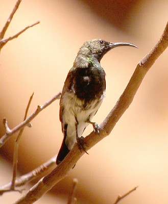 Dusky Sunbird