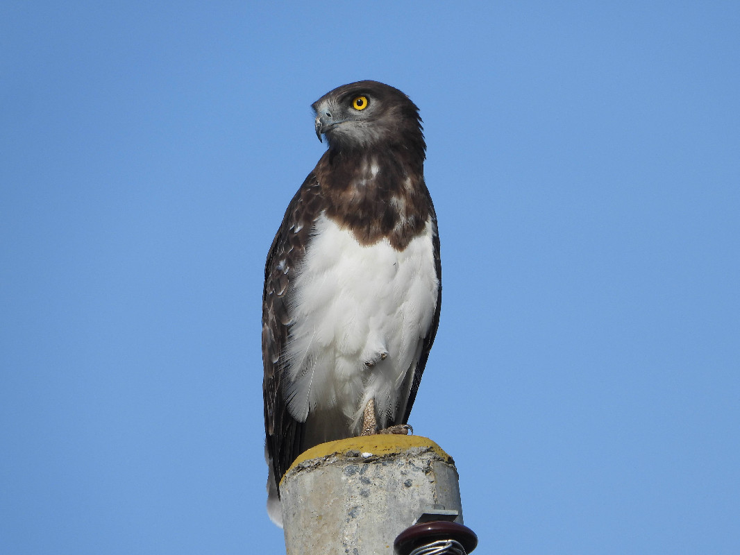 A Black-chested Snake-Eagle perched on an Electric Pole