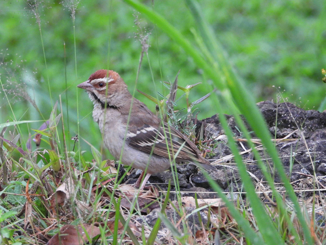 Chestnut-crowned Sparrow-Weaver from Moru' Ajore, Pian-Upe Wildlife Reserve