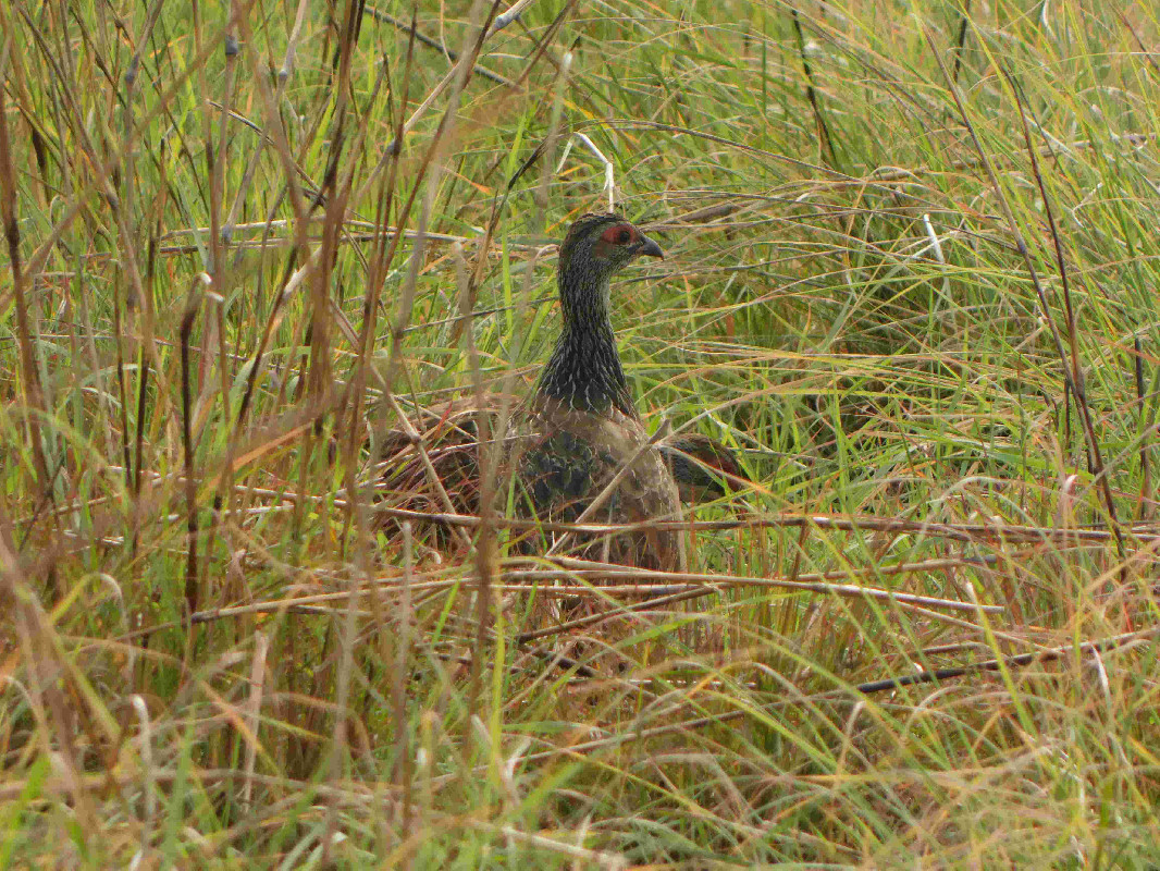 Clapperton's Francolin in the grasslands of Pian-Upe Wildlife Reserve